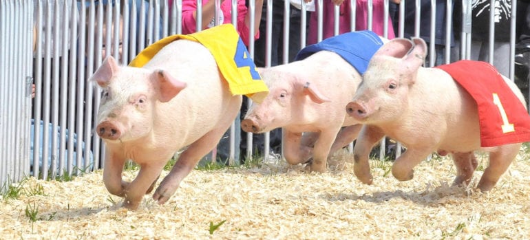 The pig race is on